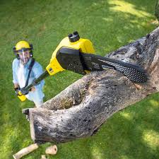 Best Tree Maintenance Programs  in Duluth, MN