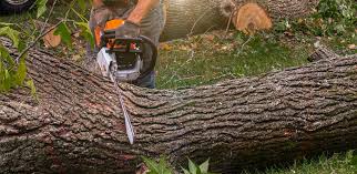 How Our Tree Care Process Works  in  Duluth, MN