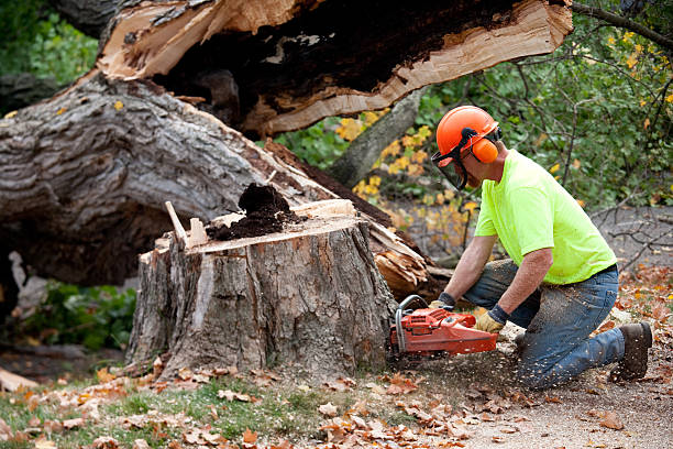 Best Lot and Land Clearing  in Duluth, MN