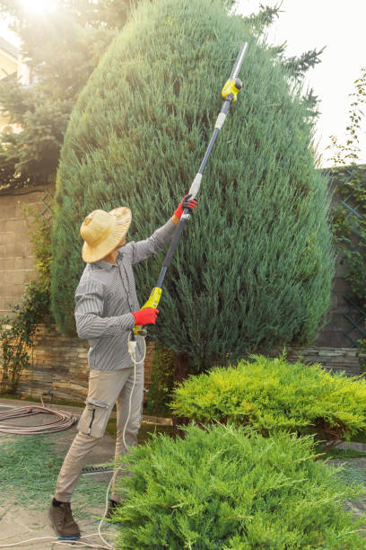 How Our Tree Care Process Works  in  Duluth, MN