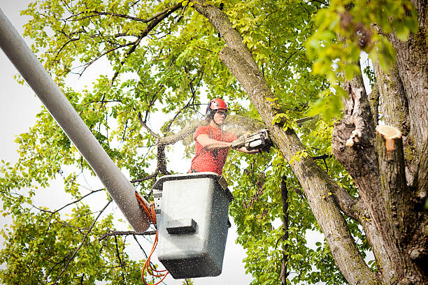  Duluth, MN Tree Removal Pros