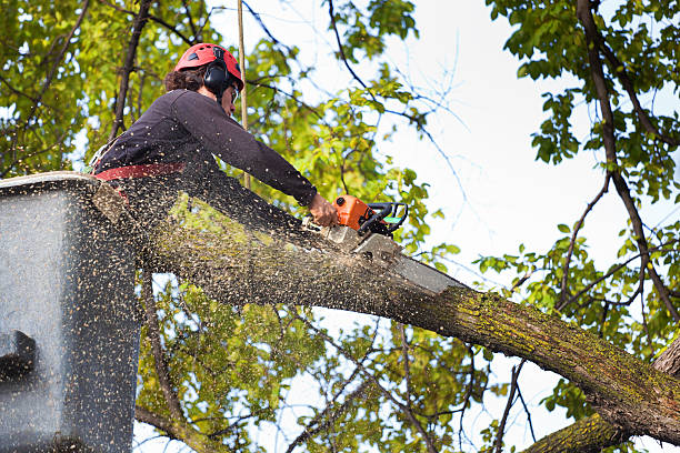 Best Tree Risk Assessment  in Duluth, MN